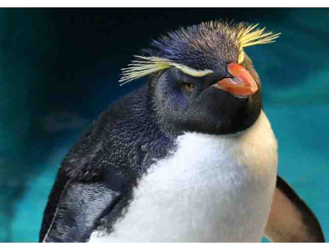 New England Aquarium - 2 admission passes