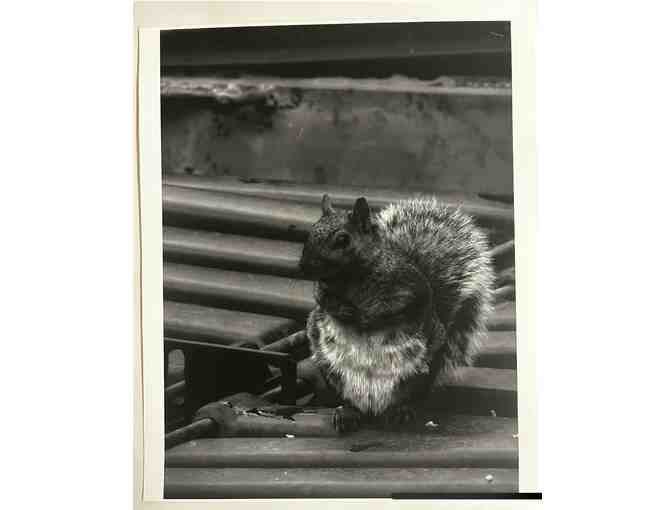 Student Art: Squirrel Series by Cassidy Canaval