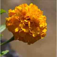 Creations by Christy