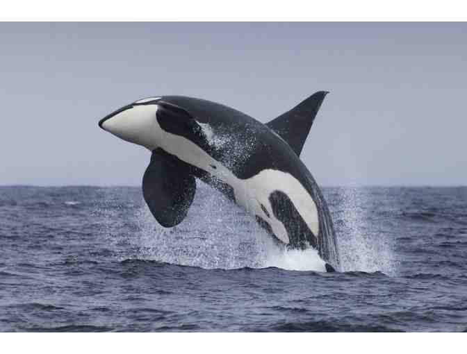 Whale Watching Adventure for Two