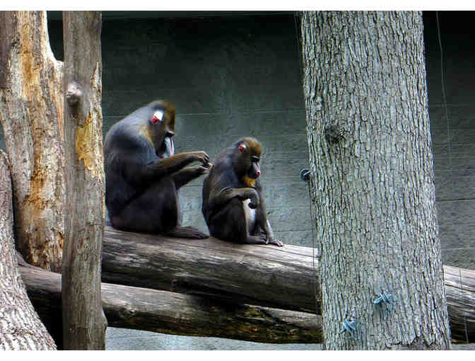 Southwick's Zoo - General Admission For Two