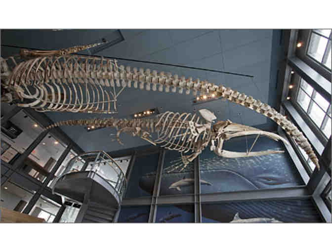 New Bedford Whaling Museum - 4 Museum Passes