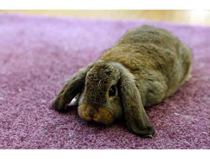 Topsfield Fair - Family 4-Pack of Admission Tickets to the 2022 Topsfield Fair