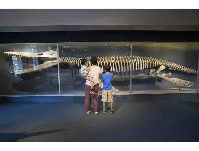 Harvard Museum of Natural History - Four Admission Passes