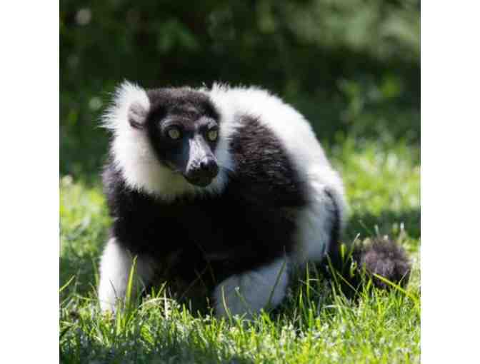 Capron Park Zoo - Family Ticket