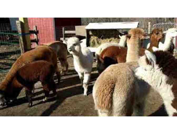 Harvard Alpaca Ranch - Enhanced Tour of the Ranch for up to Eight People