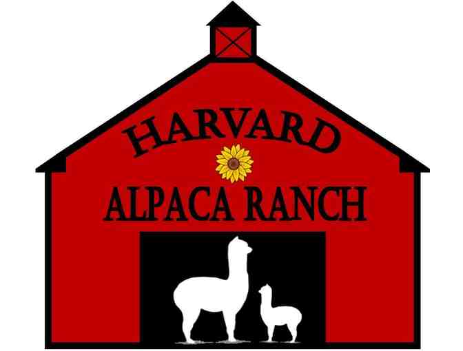 Harvard Alpaca Ranch - Enhanced Tour of the Ranch for up to Eight People