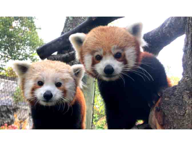 Buttonwood Park Zoo - One-Year Family Membership