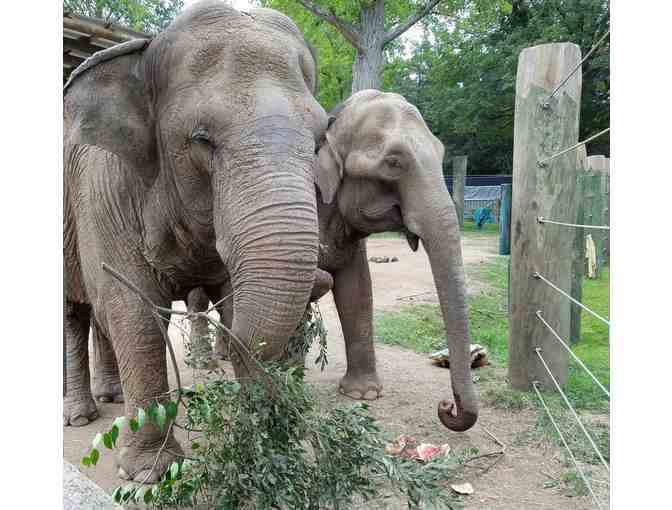 Buttonwood Park Zoo - One-Year Family Membership