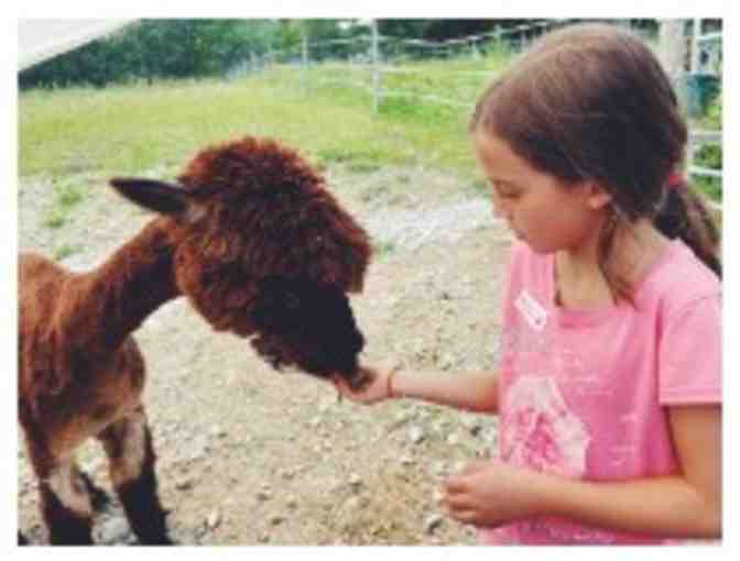 Good Pickin' Farm - Barnyard Brush Experience