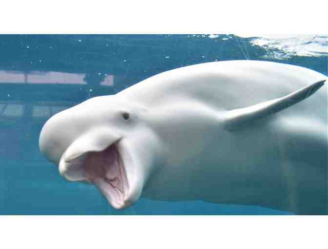 Mystic Aquarium - Two Admission Passes