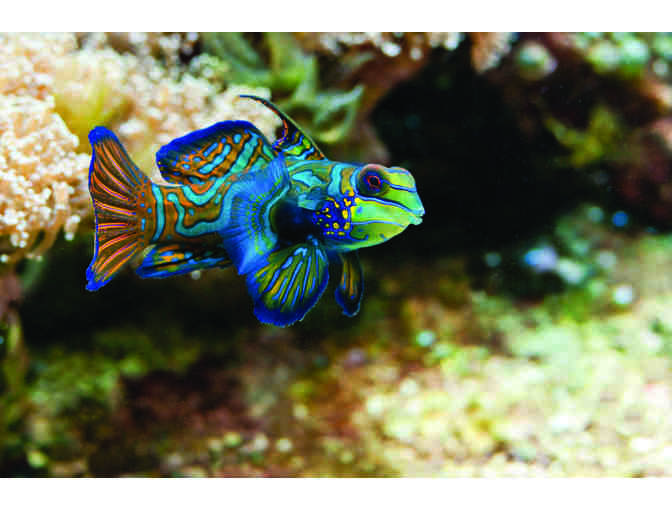 New England Aquarium - Two General Admission Passes