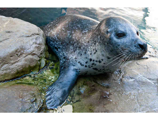 New England Aquarium - Two General Admission Passes