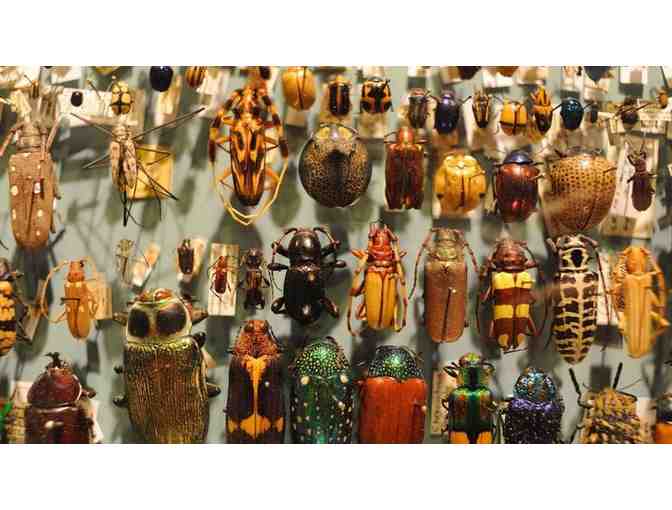 Harvard Museums of Science & Culture - Four Admission Passes