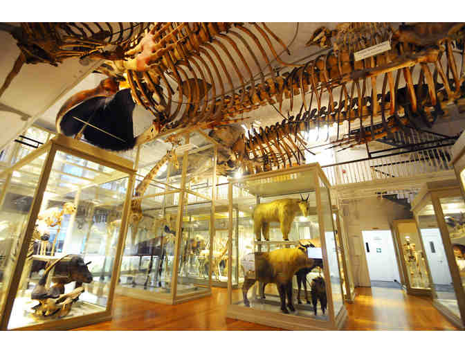 Harvard Museums of Science & Culture - Four Admission Passes