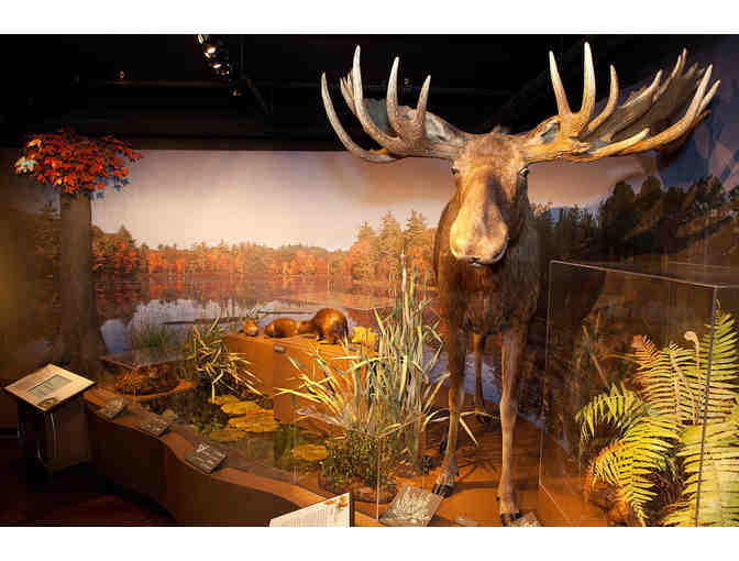 Harvard Museums of Science & Culture - Four Admission Passes