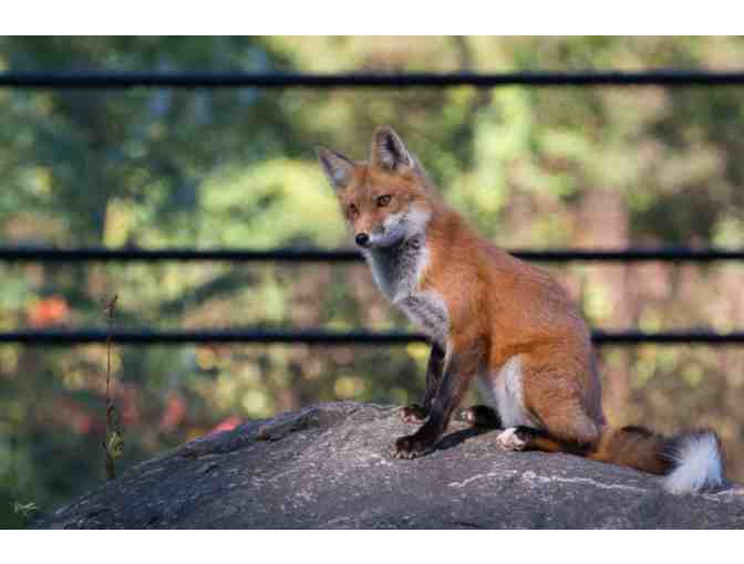 Drumlin Farm Wildlife Sanctuary - Free Family Day Pass