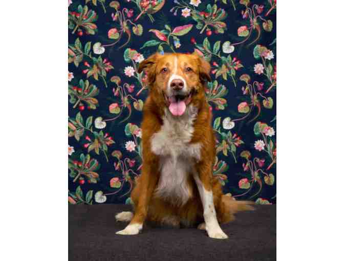 Fred Levy Photography - Studio Session For You and Your Pet including one 8x10 Print