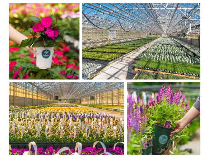 Mahoney's Garden Centers - $100 Gift Card