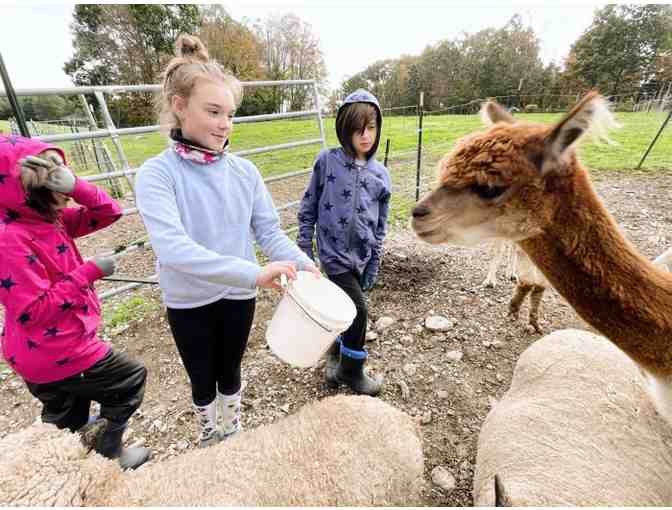 Good Pickin' Farm - Barnyard Brush Experience