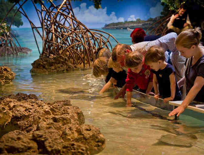 Two (2) Passes for Admission to the New England Aquarium