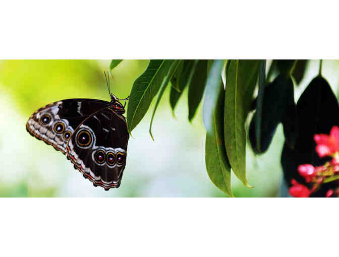 Museum of Science Passes to Exhibit Hall, Planetarium, & Butterfly Garden