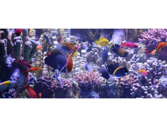 Two (2) Passes to the New England Aquarium