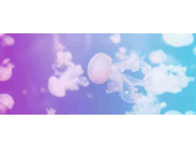 Two (2) Passes to the New England Aquarium