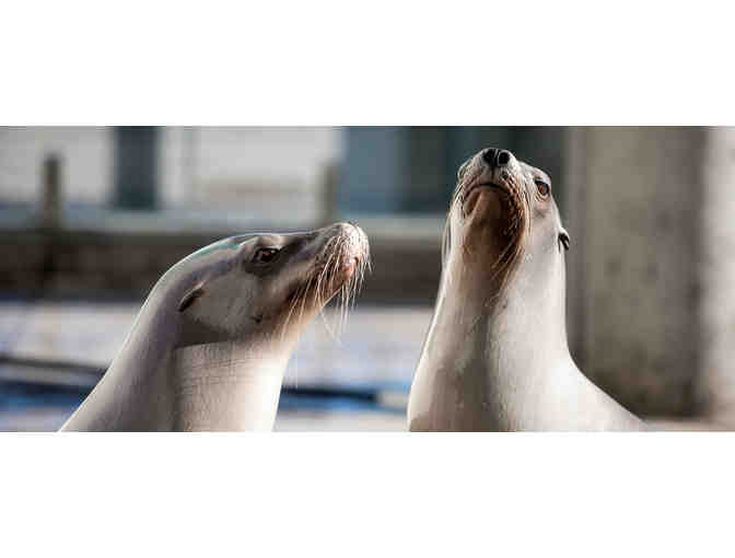 Two (2) Passes to the New England Aquarium