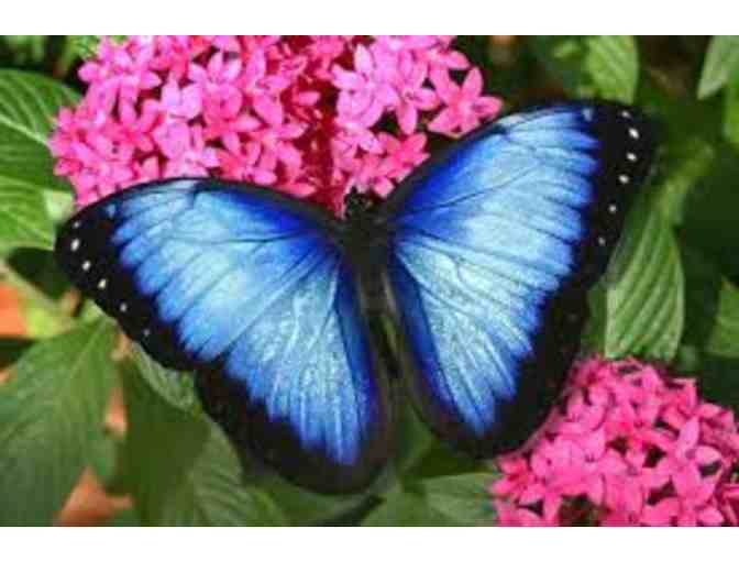 (2) Admission Passes to Butterfly World