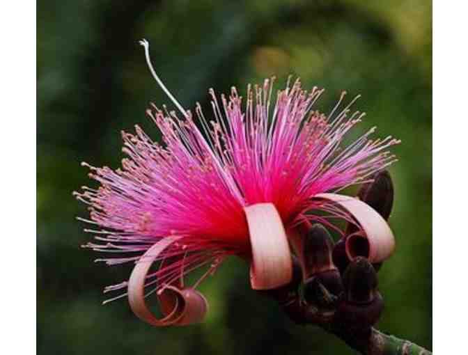 (2) Guest Passes to Admission to Flamingo Gardens in Davie, FL