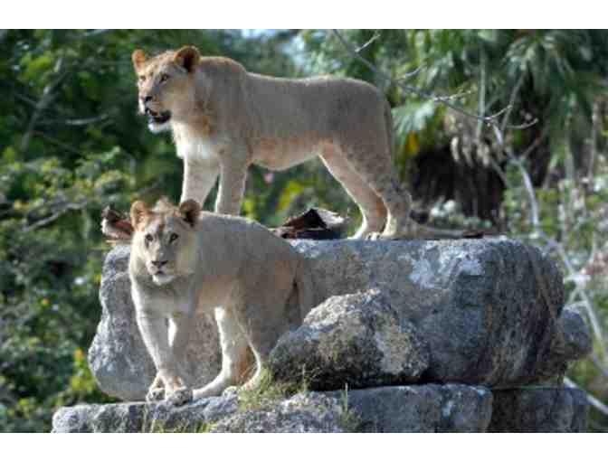 Family 4 pack of Tickets to Zoo Miami