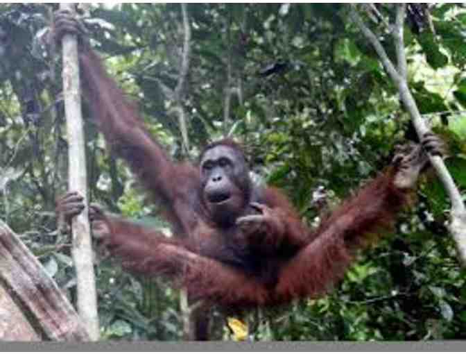 Jungle Island Up-Close VIP Tour for Four (4)