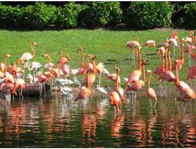 Jungle Island Up-Close VIP Tour for Four (4)