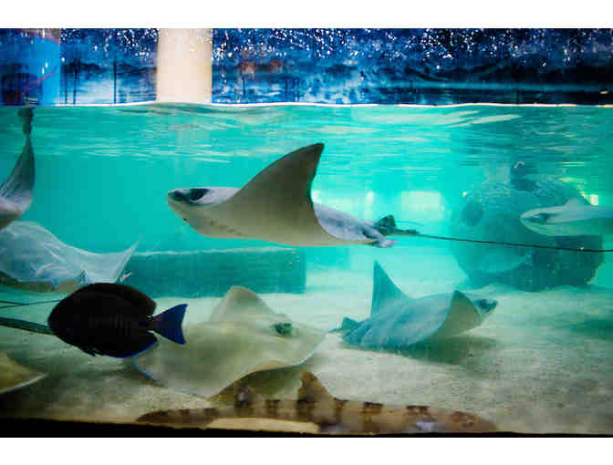 Florida Aquarium - 2 Admission Tickets