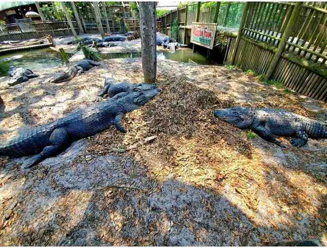 One Day Adventure Pass for Four to the St. Augustine Alligator Farm