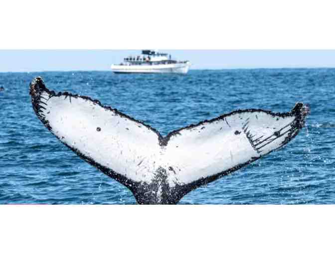 Enjoy 3 nights luxury condo San Diego + Whale Watching