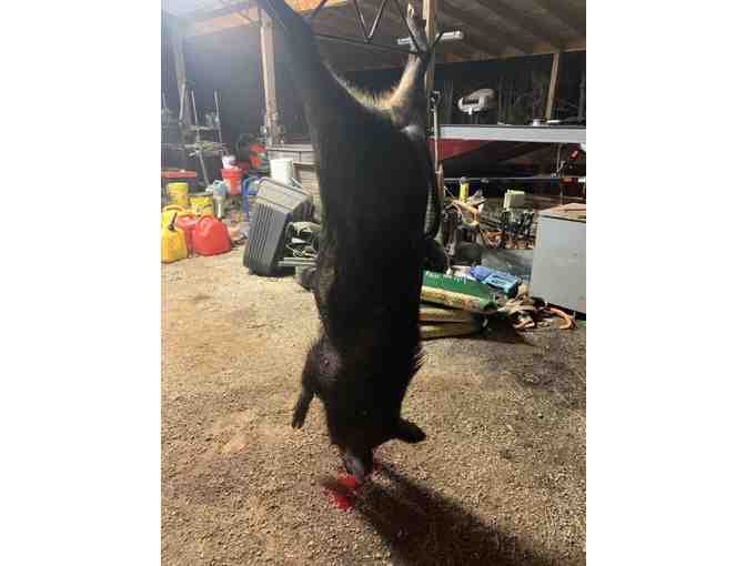 6 night Private Hog Hunting Adventure Alabama