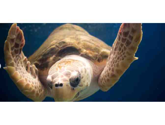 Enjoy 4 nights in 2 bed condo @ Del Mar + Birch Aquarium package - Photo 3