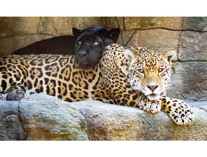 Enjoy 4 nights at Club Wyndham Legacy Golf Resort Phoenix + Wildlife World Zoo