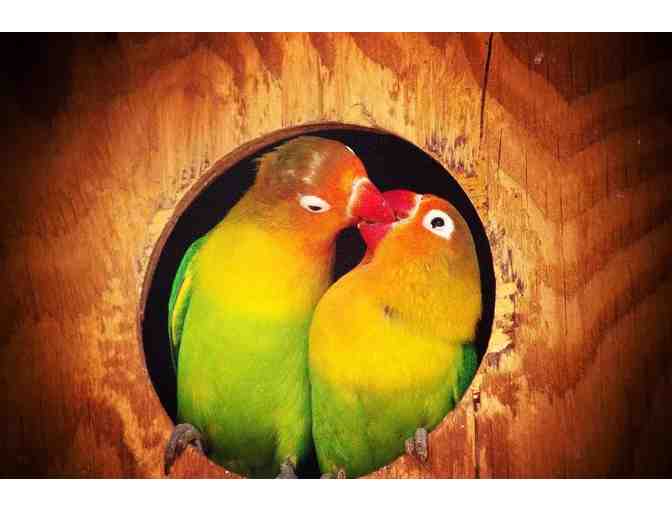 Enjoy 4 nights at Club Wyndham Legacy Golf Resort Phoenix + Wildlife World Zoo