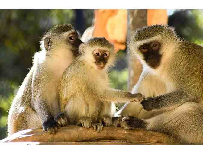 Enjoy 4 nights at Club Wyndham Legacy Golf Resort Phoenix + Wildlife World Zoo