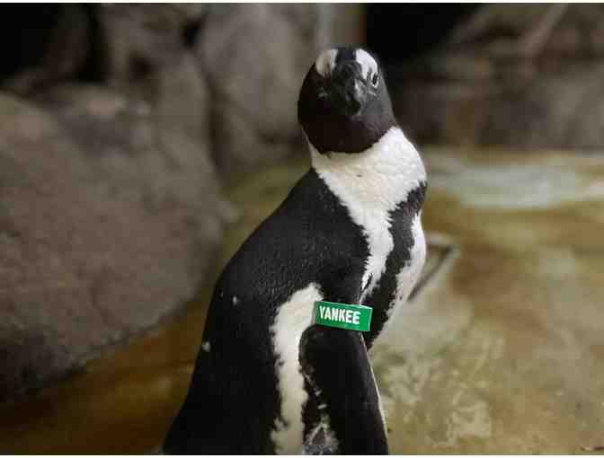 Enjoy 4 nights at Club Wyndham Legacy Golf Resort Phoenix + Wildlife World Zoo