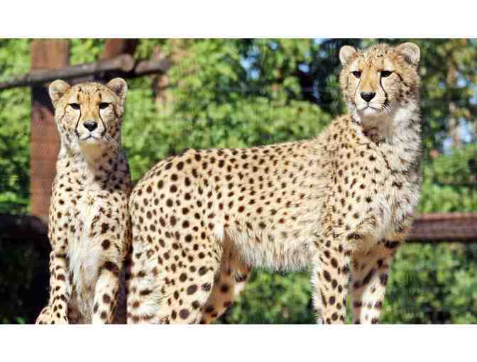 Enjoy 4 nights at Club Wyndham Legacy Golf Resort Phoenix + Wildlife World Zoo