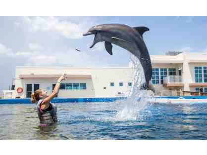5 Night Stay in a Beach House in Daytona Beach with Dolphin Wellness Experience