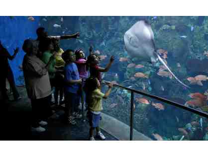 5 night San Diego VIP Aquaium and Tide Pools Expereince + Gift