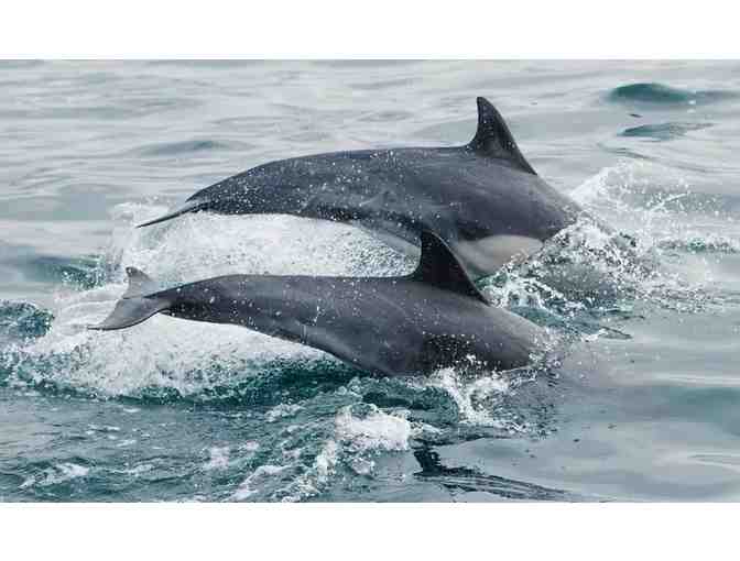 5 nights Playa Del Rey + Whale Watching Experience + Gift - Photo 9