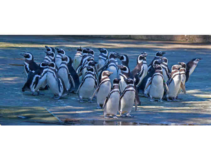 2 Tickets to San Francisco Zoo