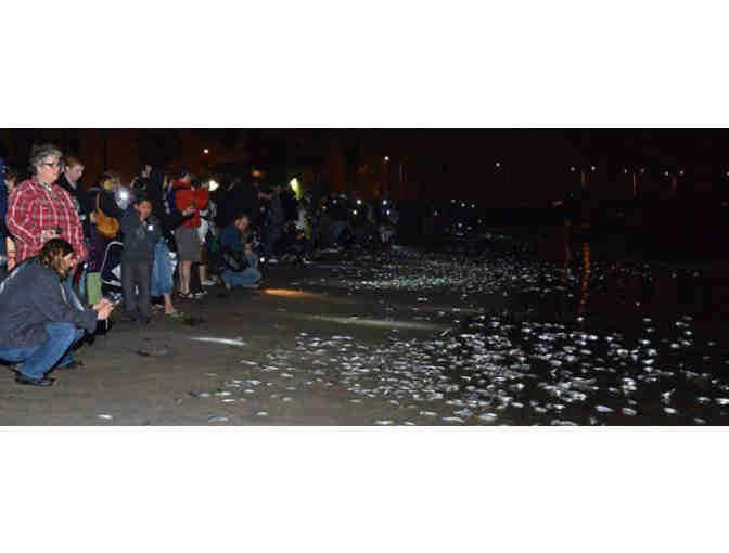 4 Tickets to 'Meet the Grunion' on Cabrillo Beach