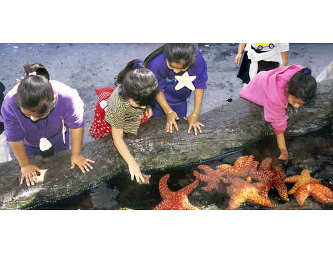 4 Tickets to 'Meet the Grunion' on Cabrillo Beach